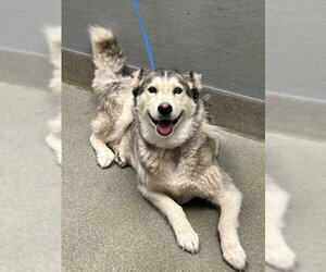 Siberian Husky-Unknown Mix Dogs for adoption in Las Vegas, NV, USA