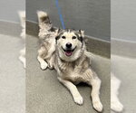 Small Siberian Husky Mix