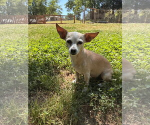 Chiweenie Dogs for adoption in Pacolet, SC, USA