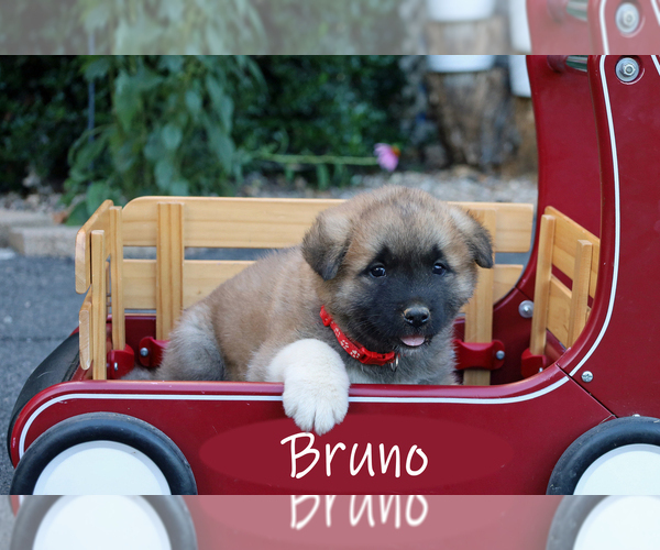 Medium Photo #3 Akita Puppy For Sale in MOUNT SIDNEY, VA, USA