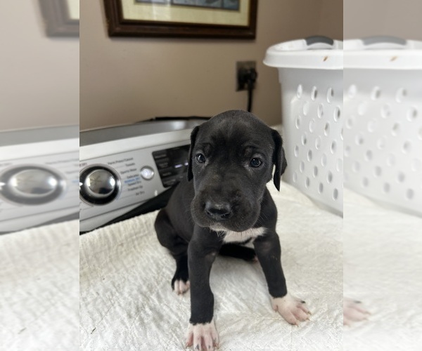 Medium Photo #1 Great Dane Puppy For Sale in GERMANSVILLE, PA, USA