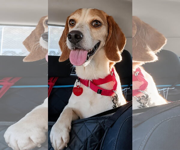 Medium Photo #2 Beagle Puppy For Sale in Dunnellon, FL, USA