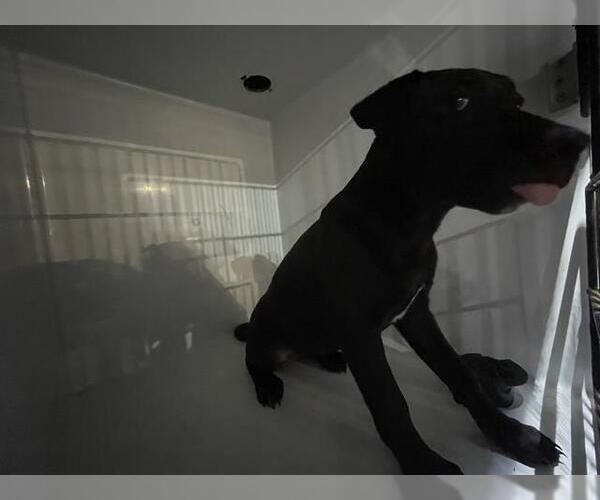 Medium Photo #1 Labrador Retriever Puppy For Sale in Houston, TX, USA