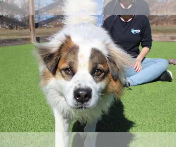 Medium Photo #3 Australian Shepherd-Unknown Mix Puppy For Sale in Chestertown, MD, USA