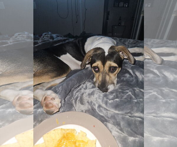 Medium Photo #16 American Staffordshire Terrier-Unknown Mix Puppy For Sale in Princeton, MN, USA