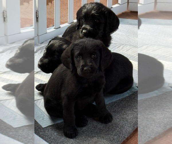 Medium Photo #5 Labradoodle Puppy For Sale in ESCONDIDO, CA, USA