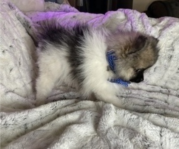 Medium Photo #8 Pomeranian Puppy For Sale in HARRISVILLE, MI, USA