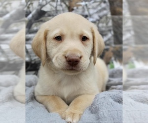 Labrador Retriever Puppy for Sale in CINCINNATI, Ohio USA