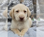 Small Photo #1 Labrador Retriever Puppy For Sale in CINCINNATI, OH, USA