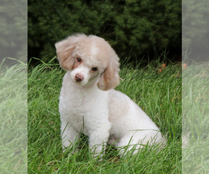 Poodle (Miniature) Puppy for Sale in SYRACUSE, Indiana USA