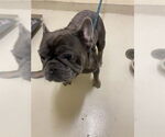 Small French Bulldog
