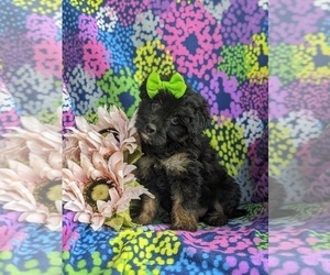 Pom-A-Poo Puppy for sale in OXFORD, PA, USA