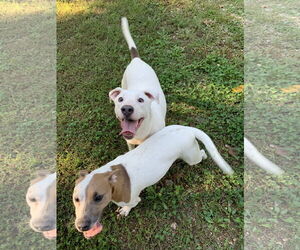 Delbert - Male Labrador Retriever-Unknown Mix Dog for Adoption - Photo #4