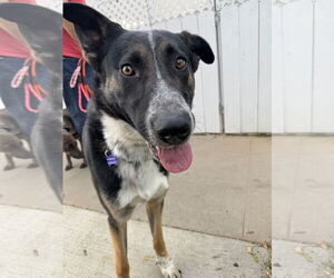 Mutt Dogs for adoption in Newport Beach, CA, USA