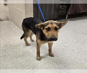 German Shepherd Dog-Unknown Mix Dogs for adoption in Conroe, TX, USA