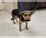 Small German Shepherd Dog Mix