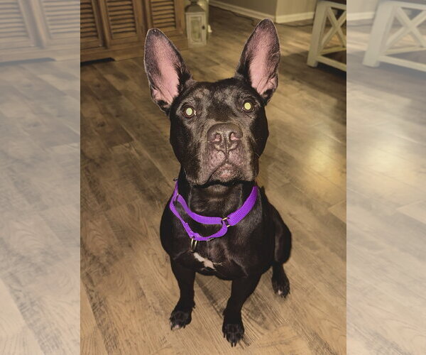 Medium Photo #8 Mutt Puppy For Sale in Holly Springs, NC, USA