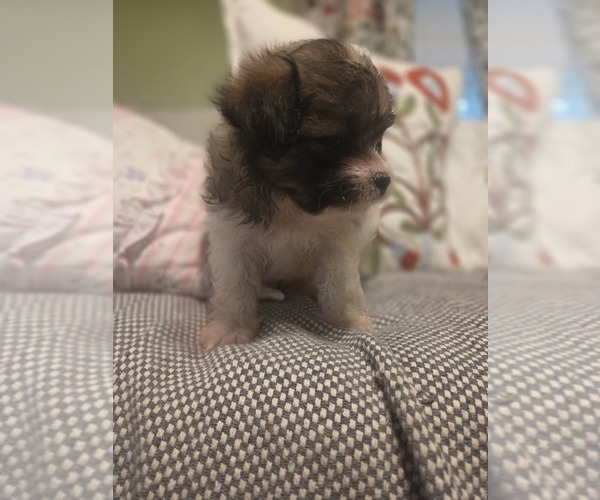 Medium Photo #23 Maltipom Puppy For Sale in HUDSON, MA, USA
