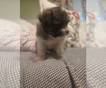 Small #22 Maltipom