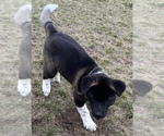 Small Photo #8 Akita Puppy For Sale in BIRON, WI, USA