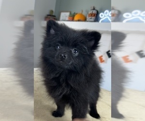 Pomeranian Puppy for Sale in INDIANAPOLIS, Indiana USA