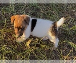 Image preview for Ad Listing. Nickname: Reese