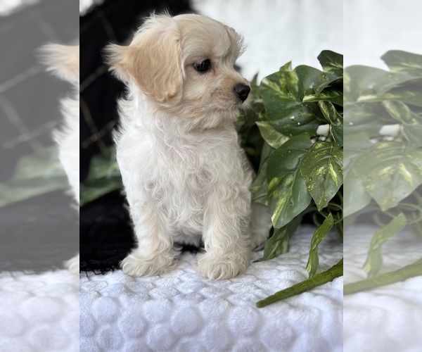 Medium Photo #5 Cav-A-Malt Puppy For Sale in ROCK STREAM, NY, USA