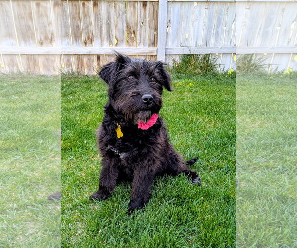 Medium Photo #10 Poodle (Standard)-Unknown Mix Puppy For Sale in Sandy, UT, USA