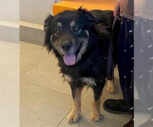 German Shepherd Dog-Unknown Mix Dogs for adoption in Rancho Cucamonga, CA, USA
