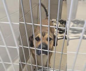 Chinese Shar-Pei-Unknown Mix Dogs for adoption in Decatur, IL, USA