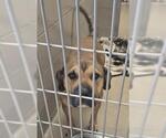 Small Chinese Shar-Pei Mix