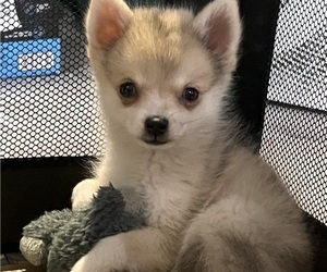 Pomsky Litter for sale in GOLDEN VALLEY, AZ, USA