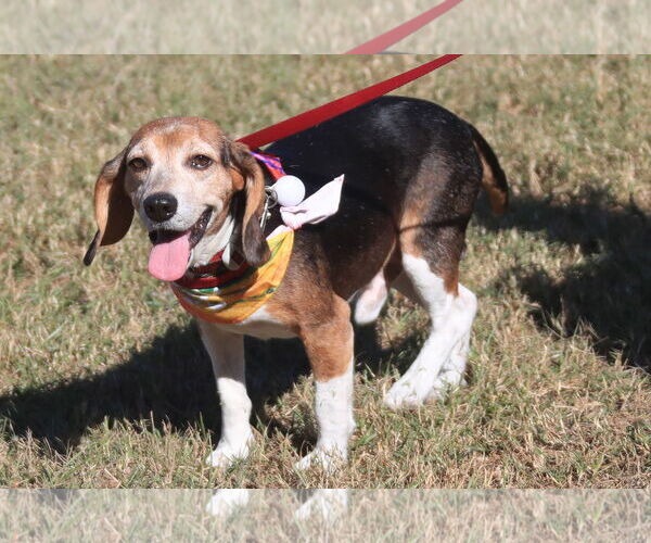 Medium Photo #10 Beagle Puppy For Sale in Tampa, FL, USA