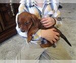 Small Photo #9 Dachshund Puppy For Sale in OWEN, WI, USA