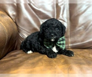 Cavapoo Puppy for sale in CAMPBELLSVILLE, KY, USA