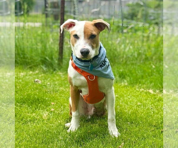 Medium Photo #6 Mutt Puppy For Sale in St. Louis Park, MN, USA