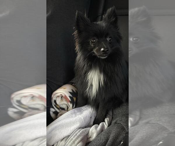 Medium Photo #3 Pomeranian Puppy For Sale in PAWTUCKET, RI, USA
