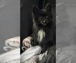 Small #2 Pomeranian