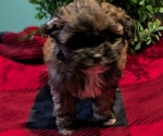 Small #3 ShihPoo