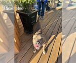 Small #5 American Pit Bull Terrier Mix