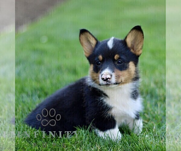 Medium Photo #4 Pembroke Welsh Corgi Puppy For Sale in PARADISE, PA, USA