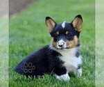 Small #3 Pembroke Welsh Corgi