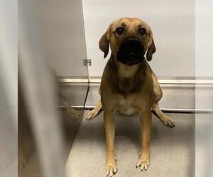 German Shepherd Dog-Unknown Mix Dogs for adoption in Modesto, CA, USA