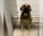 Small German Shepherd Dog Mix