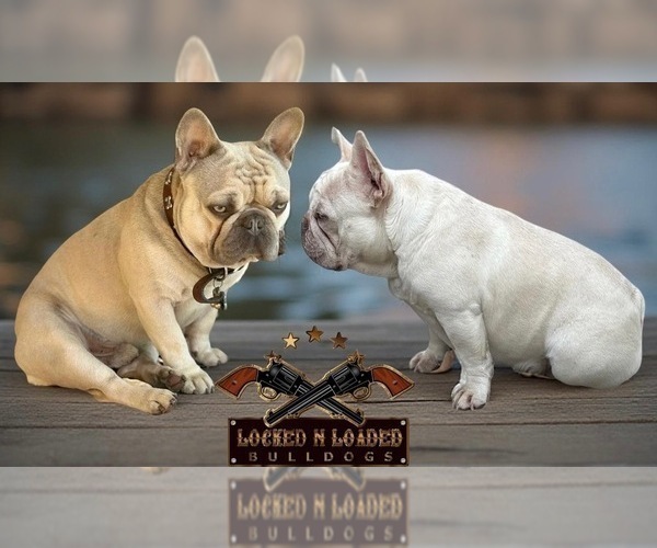 Medium Photo #8 French Bulldog Puppy For Sale in LAKE CITY, FL, USA