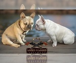 Small #7 French Bulldog