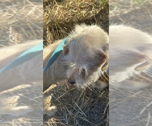 Mother of the Mauzer-Poodle (Toy) Mix puppies born on 05/12/2026