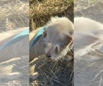 Small Photo #1 Mauzer-Poodle (Toy) Mix Puppy For Sale in VENETA, OR, USA