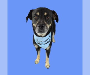 Mutt Dogs for adoption in Bakersfield, CA, USA