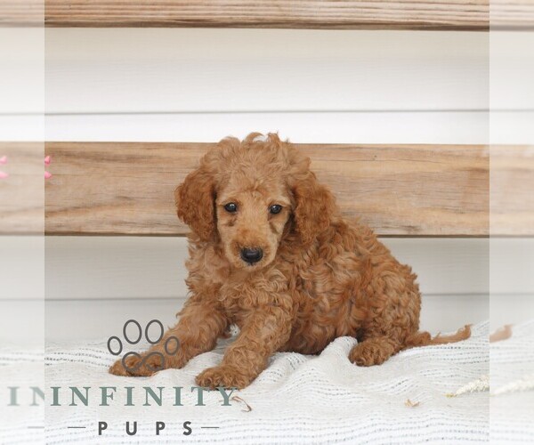 Medium Photo #3 Poodle (Miniature) Puppy For Sale in GAP, PA, USA
